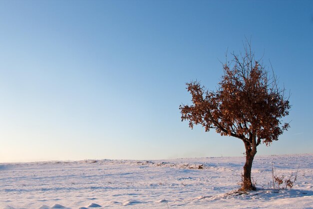 árvore solitária