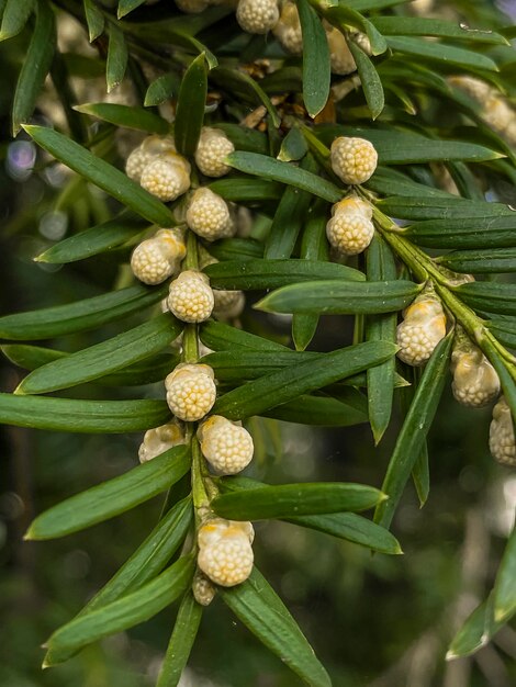 Foto Árvore taxus baccata com frutos amarelos