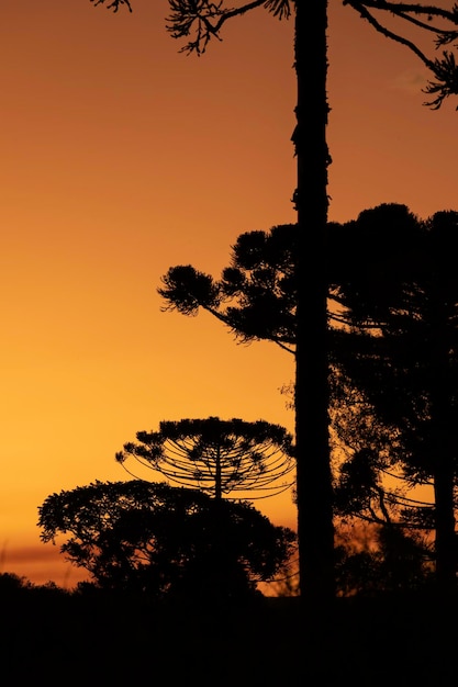 Foto Árvore típica do sul do brasil cresce em lugares altos e frios de nome científico araucaria angustifolia foto tirada em rio azul paraná brazilxdxa