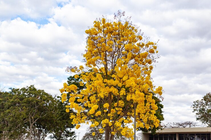 Foto árvore trombeta dourada, também conhecida como ipê amarelo tabebuia árvore alba handroanthus albus ipê brasileiro