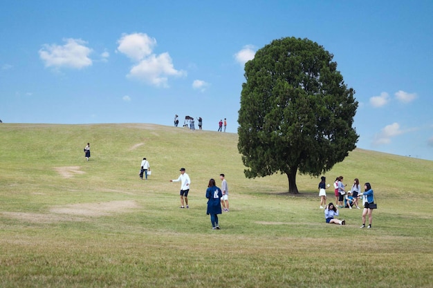 Foto Árvore única no parque olímpico em um verão no centro de seul, coreia do sul