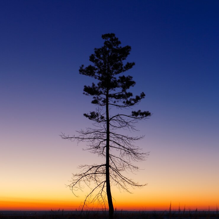 Foto árvore velha contra o céu com o pôr do sol.