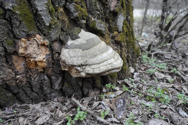 Árvore velha na floresta com cogumelo velho