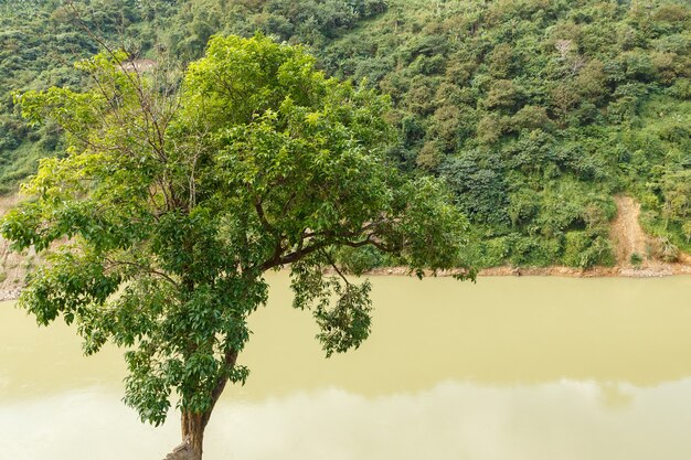 Árvore verde às margens do rio nam na river lai chau, província do vietnã