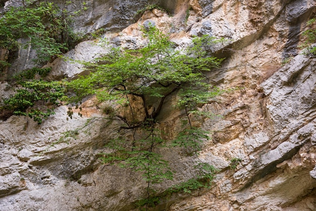 Árvore verde crescendo em uma rocha vertical