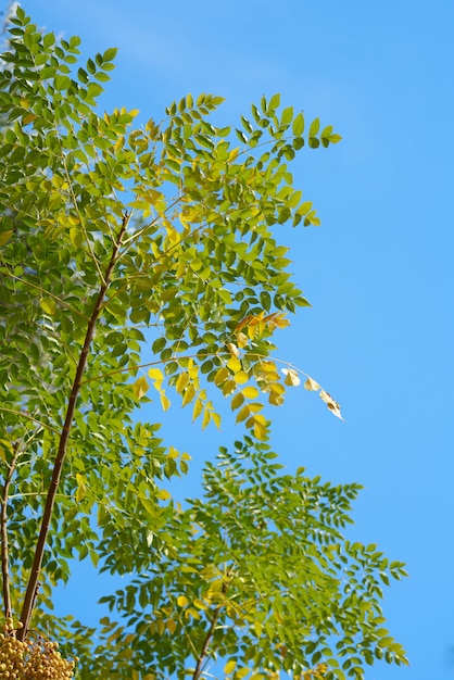 Foto Árvore verde e céu azul