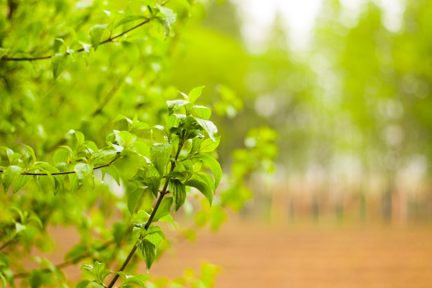 Árvore verde e fundo de folhas, durante o dia