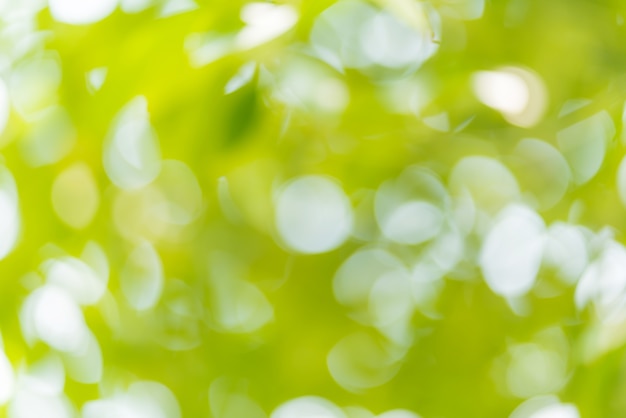 árvore verde folha blur bokeh abstrato