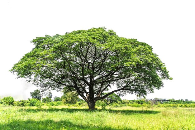 Foto Árvore verde isolada no fundo branco