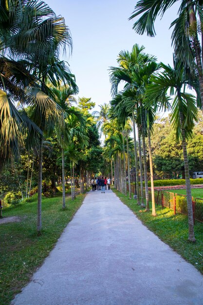 Árvore verde natural no parque