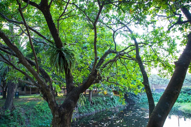 Árvore verde natural no parque