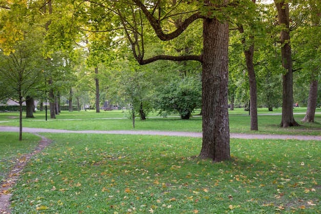 Árvore verde no parque da cidade.