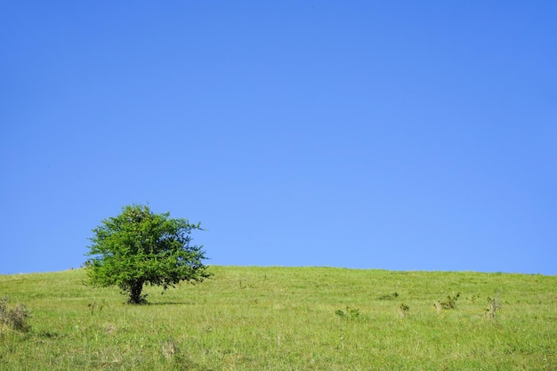 Árvore verde no prado em um lugar ensolarado de verão para texto