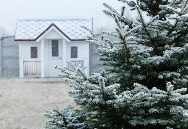 árvore viva com neve ao fundo