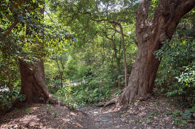 arvoredo da floresta à sombra das árvores com folhas verdes.