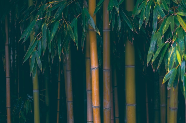 Arvoredos de bambu no parque