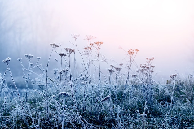 Arvoredos de erva seca cobertos de geada no inverno na neblina, através da qual penetra a luz do sol da manhã. Amanhecer de inverno no nevoeiro