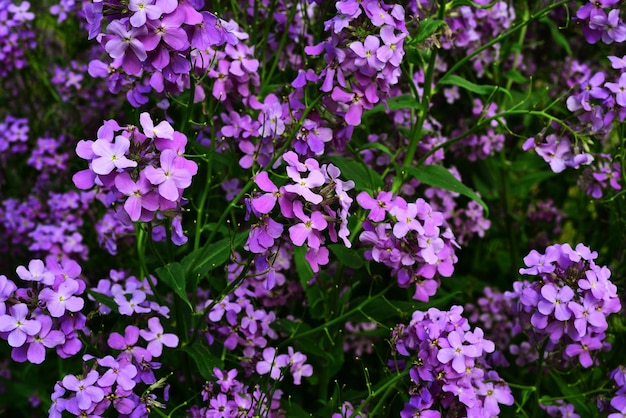 Arvoredos de forma de fundo de wallflowers violetas e roxas