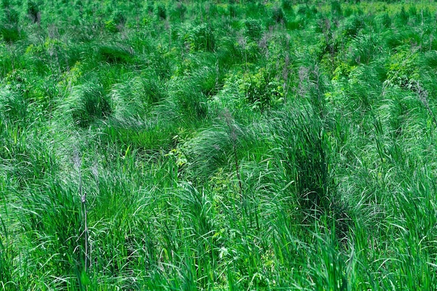 Arvoredos de fundo natural de juncos de grama verde iluminados pelo sol