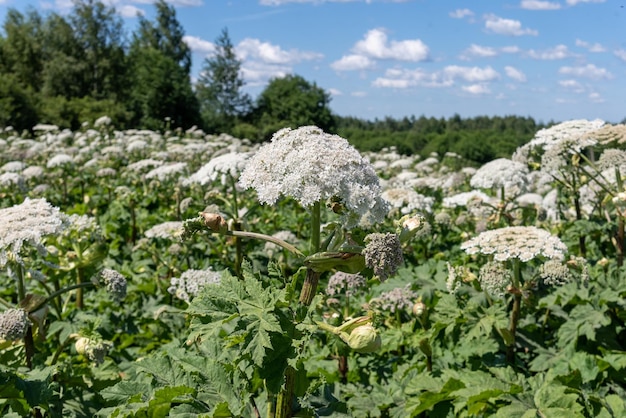 Arvoredos de hogweed no campo heracleum