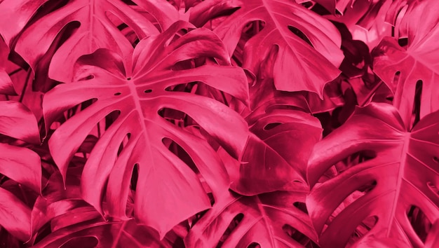 Arvoredos de trepadeiras monstera crescendo na cor tonificada da parede do ano 2023 viva magenta