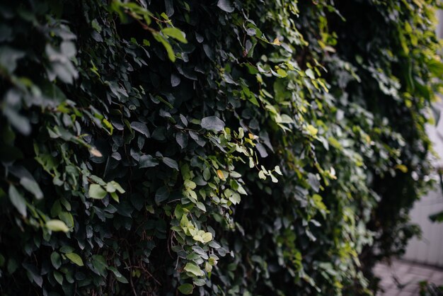 Arvoredos grossos de plantas em estufa. Selva, o protetor de tela