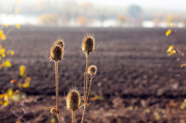 Arvoredos teias de aranha Dipsacus fullonum contra o fundo de um campo arado no outono