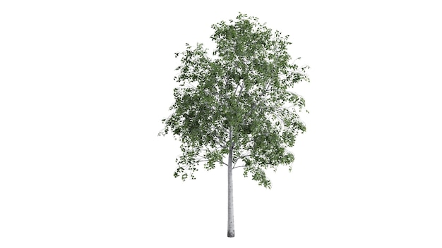 árvores 3D em um fundo branco