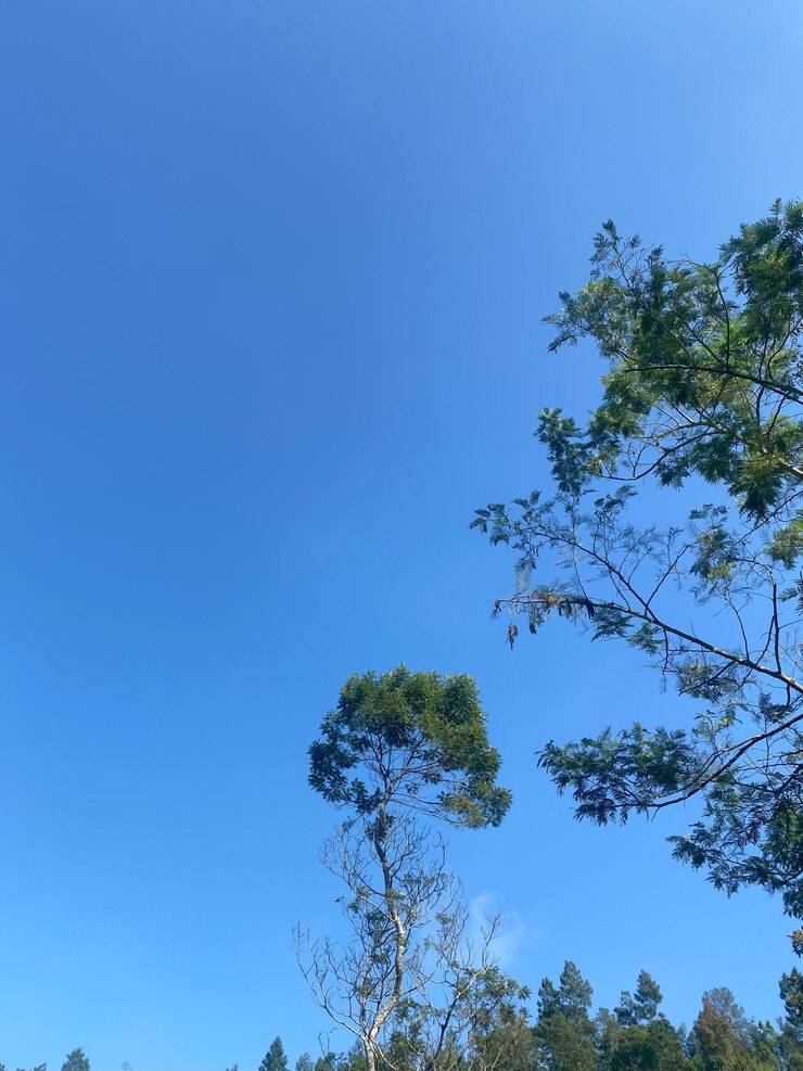 Foto árvores a alcançar um céu azul vibrante