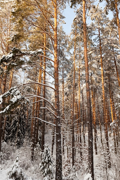 árvores altas após uma queda de neve na floresta