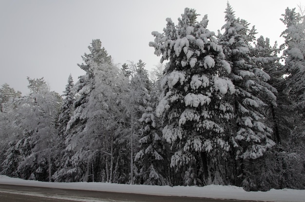 árvores altas cobertas de neve