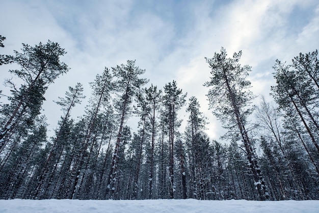 Árvores altas com neve coberta de escuridão no inverno