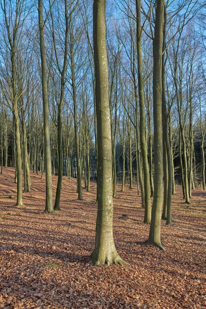 Árvores altas e secas na floresta ou parque sem folhas em uma tarde de verão bela paisagem com plantas áridas em um dia de outono ao ar livre na natureza bosques tranquilos e cênicos durante a primavera