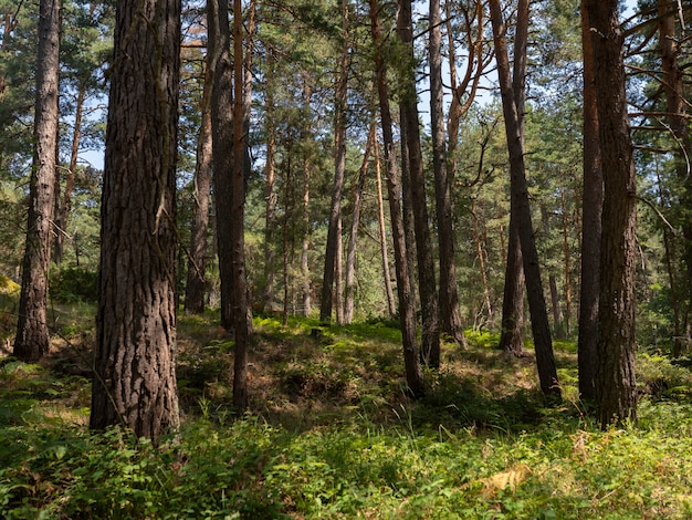 Árvores altas na floresta verde