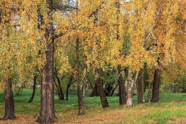 Árvores amarelas de outono no parque