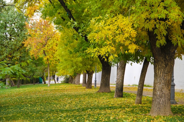 Árvores amarelas e verdes no parque quieto. conceito de outono.