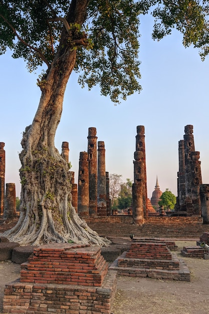 Árvores antigas e ruínas no parque histórico de sukhothai, na tailândia