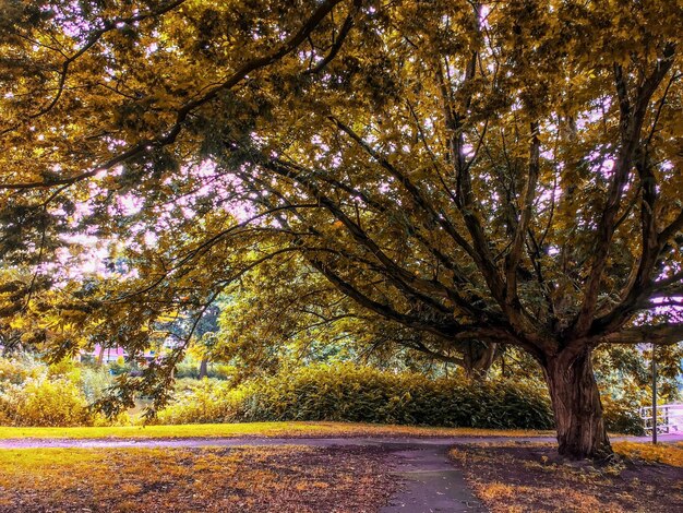 Foto Árvores ao lado da estrada no parque durante o outono