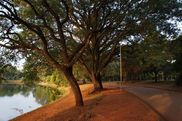 Foto Árvores ao lado do lago no parque