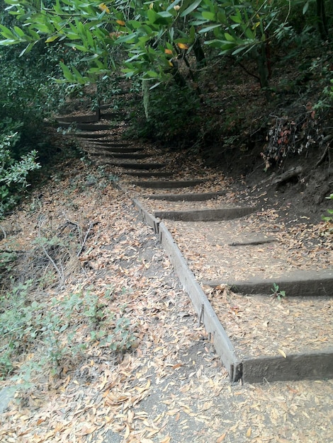 Árvores ao longo de plantas
