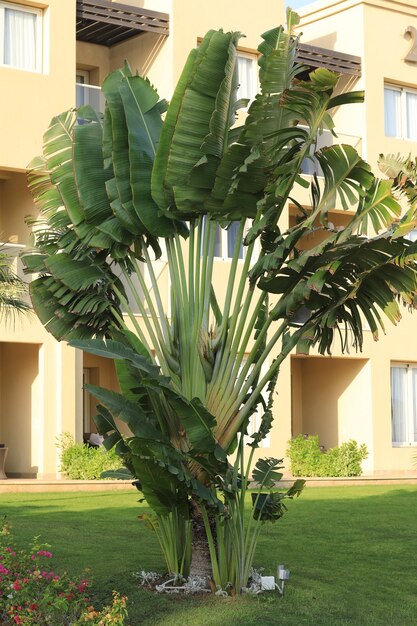 árvores aparadas decorativas em um dia ensolarado de verão