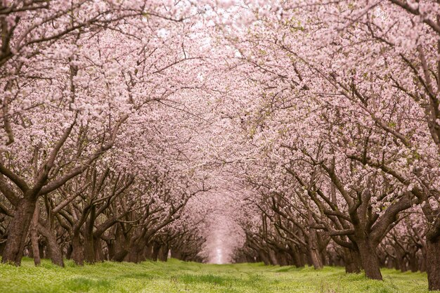 Foto Árvores bonitas com flores cor-de-rosa que florescem na primavera na europa