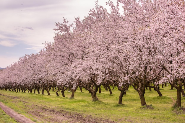 Foto Árvores bonitas com flores cor-de-rosa que florescem na primavera na europa