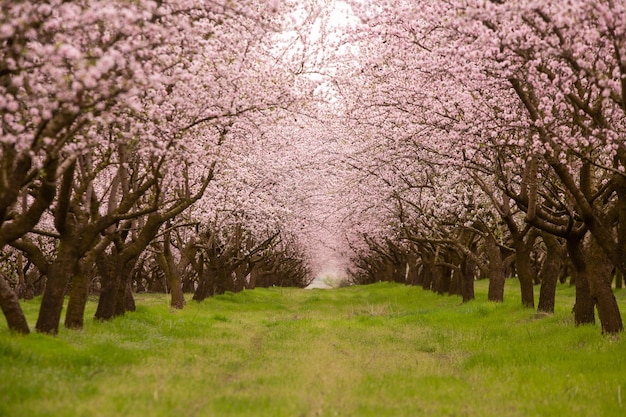 Foto Árvores bonitas com flores cor-de-rosa que florescem na primavera na europa