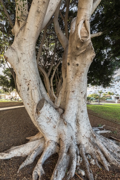 Árvores bonitas no parque em porto rico em gran canaria, espanha.