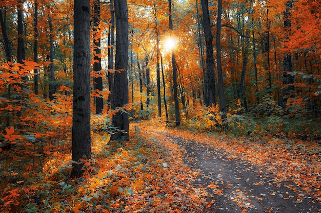 Foto Árvores brilhantes na floresta de outono