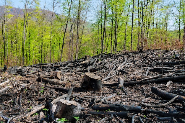 Foto Árvores carbonizadas após um incêndio florestal. desastres naturais.