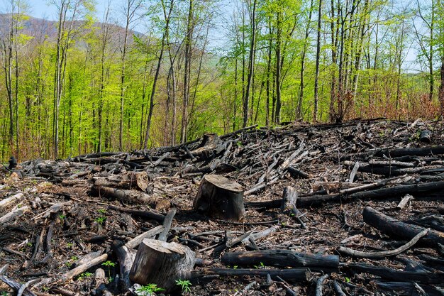 Foto Árvores carbonizadas após um incêndio florestal. desastres naturais.