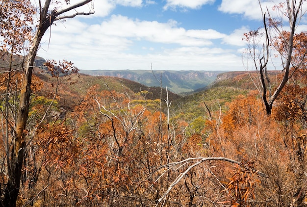 Foto Árvores carbonizadas em blue mountains austrália