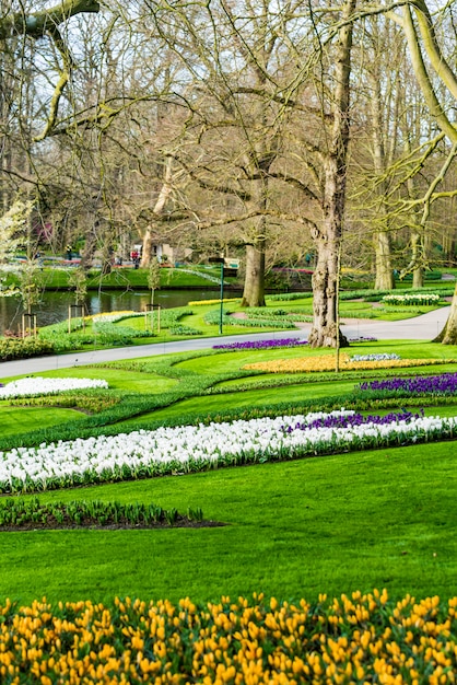 árvores carecas em um parque